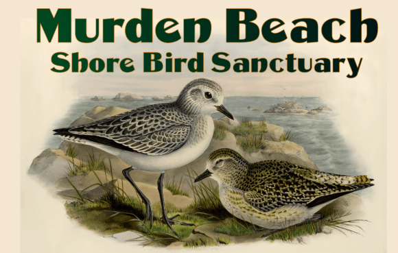 Murden: A Vintage Display Font for Bold Design